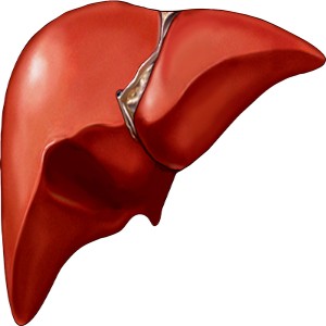 fatty liver (2)