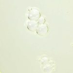 calming serum green tea panthenol 6.jpg
